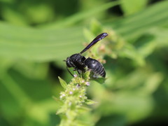 Allorhynchium chinense
