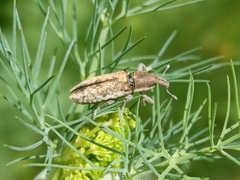 Lixus subtilis