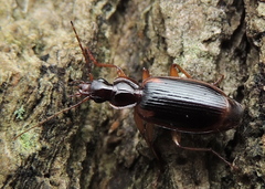 Cymindis limbata