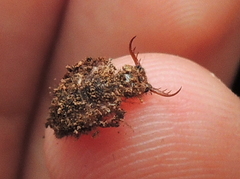 Dendroleon obsoletus
