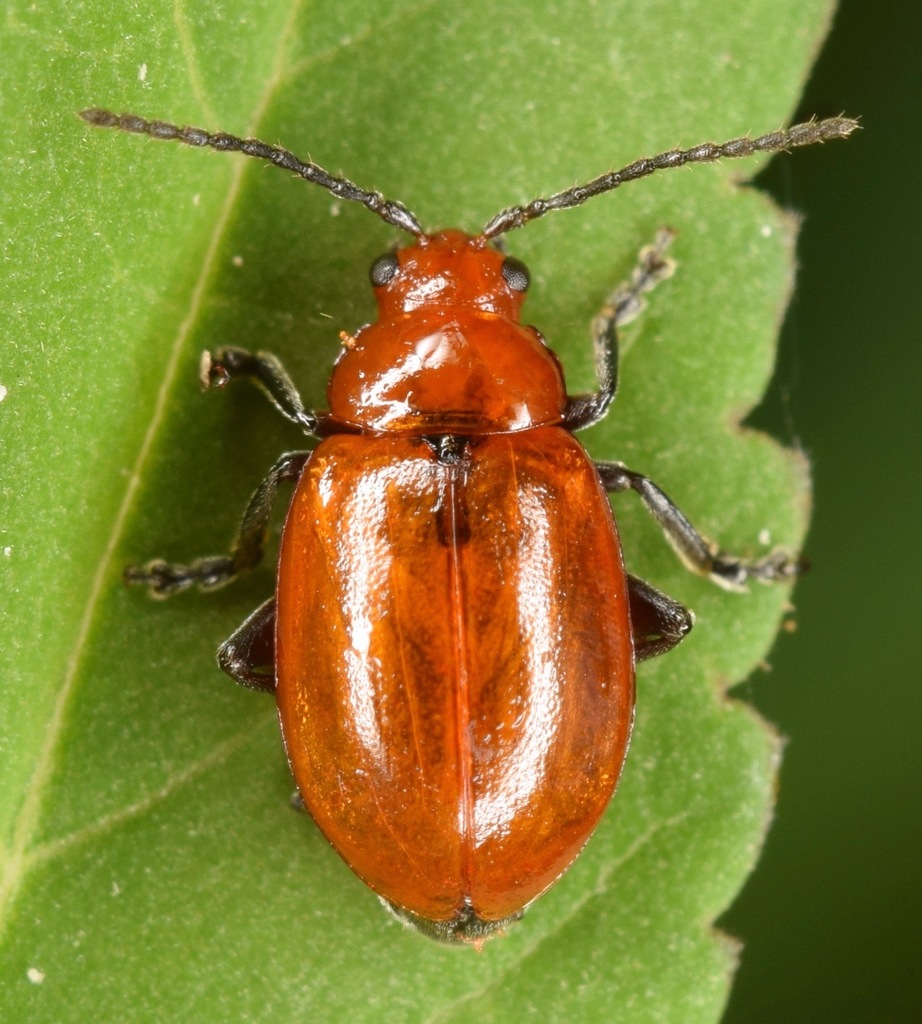 Strabala rufa
