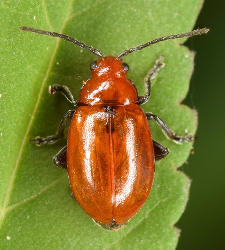Strabala rufa