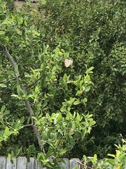 Libytheana carinenta