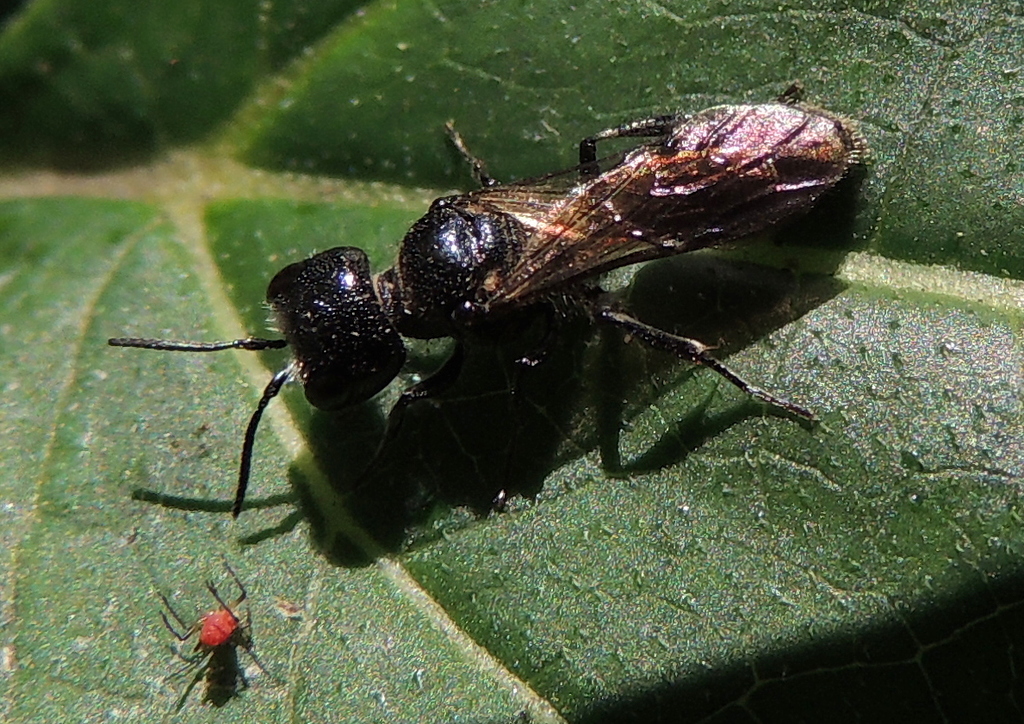 Pemphredonina