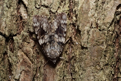 Catocala duplicata