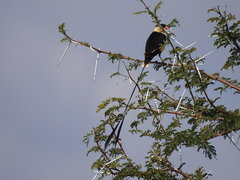 Vidua regia
