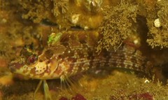 Alloclinus holderi