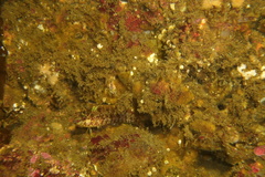 Alloclinus holderi