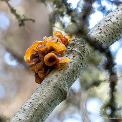 Phaeotremella foliacea