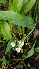 Sagittaria