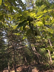 Castanea pumila