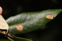 Phyllonorycter messaniella