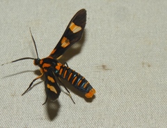 Phoenicoprocta hampsonii