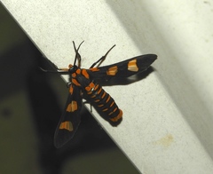 Phoenicoprocta hampsonii