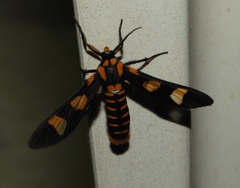 Phoenicoprocta hampsonii