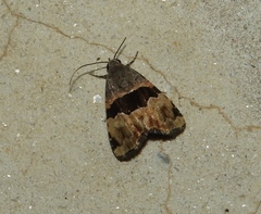 Cobubatha lixiva