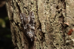 Catocala duplicata
