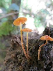 Conocybe filaris