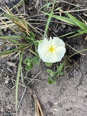 Thunbergia atriplicifolia