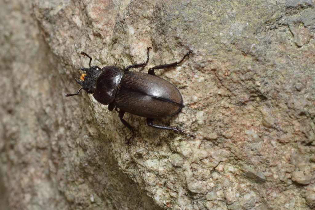 Little Stag Beetle