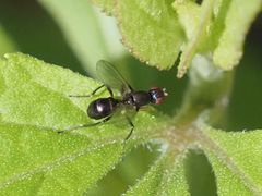 Nemopoda nitidula
