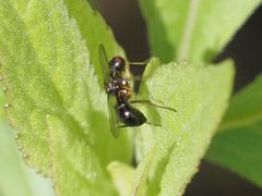 Nemopoda nitidula