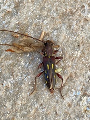 Ambonus distinctus