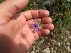 Phyteuma scheuchzeri