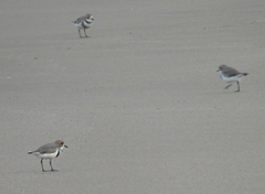 Charadrius falklandicus