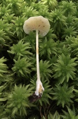 Entoloma albinellum