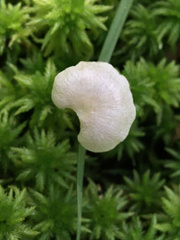 Entoloma albinellum
