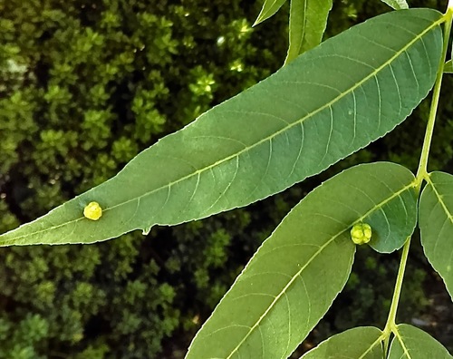 California Black Walnut Pouch Gall Mite