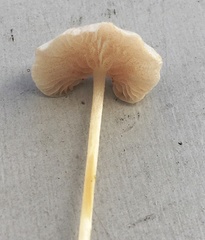 Entoloma albinellum