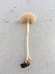 Entoloma albinellum