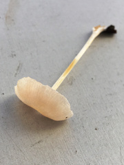 Entoloma albinellum
