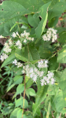 Eupatorium perfoliatum
