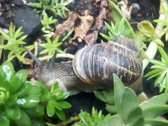 Cornu aspersum