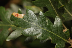 Phyllonorycter messaniella