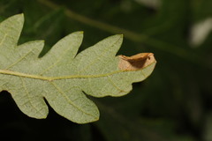 Phyllonorycter messaniella
