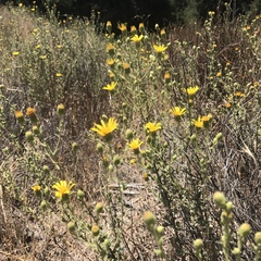 Heterotheca sessiliflora