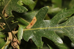Phyllonorycter messaniella