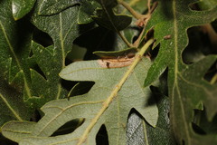 Phyllonorycter messaniella