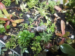 Cornu aspersum