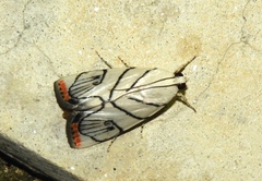 Dichogama colotha