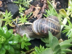 Cornu aspersum