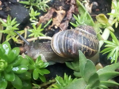 Cornu aspersum