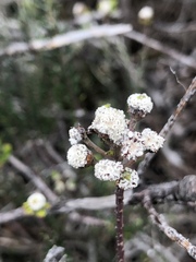 Phylica selaginoides
