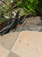 Ctenosaura pectinata