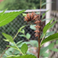 Polygonia interrogationis