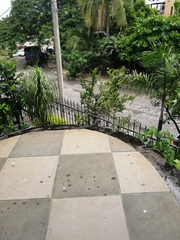 Ctenosaura pectinata